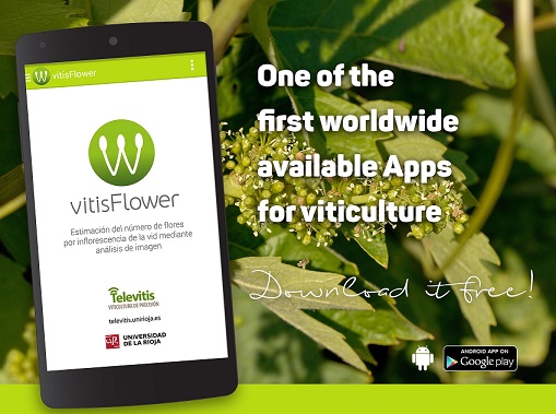 vitisFlower